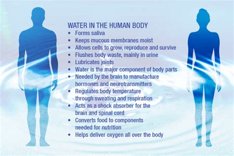 The Water in You: Water and the Human Body .
